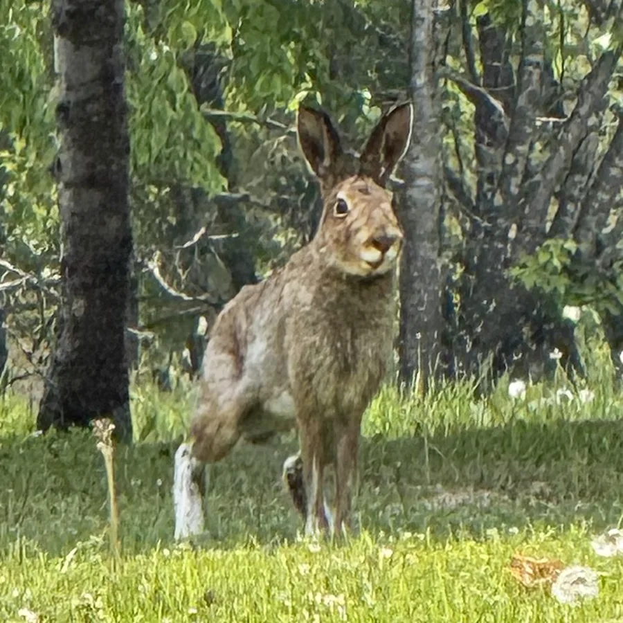 明野ヶ丘公園で出会った野うさぎ