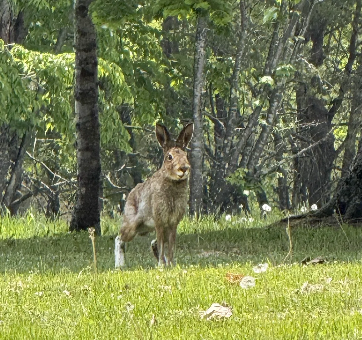 明野ヶ丘公園で出会った野うさぎ